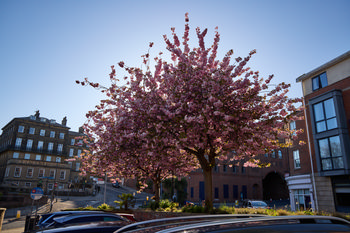 This urban photograph captures the Scarborough Cherry Tree in full bloom during spring, with vibrant pink blossoms dominating the scene in the late afternoon sunlight. The tree is situated in a central area of Scarborough, surrounded by modern and historic buildings, including the prominent Crescent building that adds character to the background. Cars parked below and pedestrians visible in the distance highlight the everyday life of the town, while the blue sky and bright lighting accentuate the springtime atmosphere. The image showcases Scarborough’s blend of natural beauty and urban architecture, making the cherry tree a striking focal point against the backdrop of the town’s landscape.